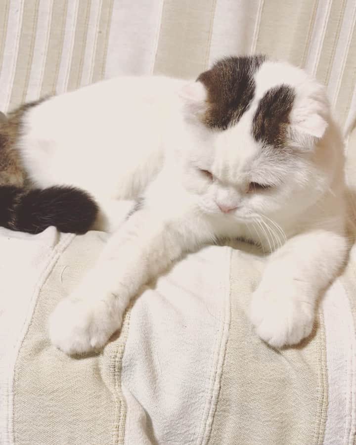 もじゃころのインスタグラム：「動くゆるきゅん👼🏻 もうすぐ14歳！早いなぁ〜」