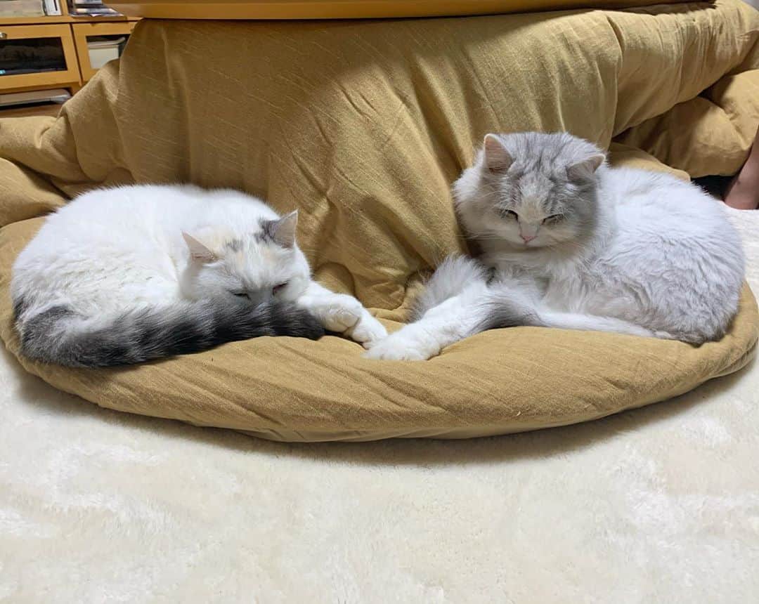 hanaのインスタグラム：「このツーショット珍しいです！ ハナちゃんとコスケは異母兄弟だけど、なかなか気が合わず😭 こたつのパワーで手まで繋いでる🥺 並んでみるとやっぱり似てるのかな？  #ねこのいる生活 #ねことの暮らし #ねこのいる暮らし #ねこ写真 #cat #cats #catlover #cutecats #catsnap #catstagram #ilovemycat #adorble #ig_catclub #cats_of_instagram #kawaii #kawaii_cat #meowbox #bestmeow #fluffy #funnycritters #scottishfold」