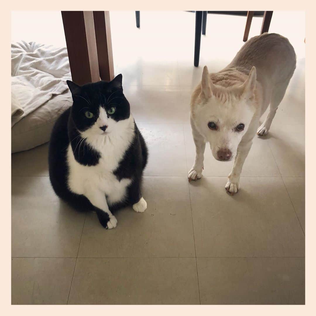 パンといっぴきのインスタグラム：「#元保護犬 #雑種犬 #犬と猫 #元保護猫 #白黒猫 #ハチワレ #blackandwhitecat #crossbreed #tuxedocat #mixdog #catanddog #キップル14歳」