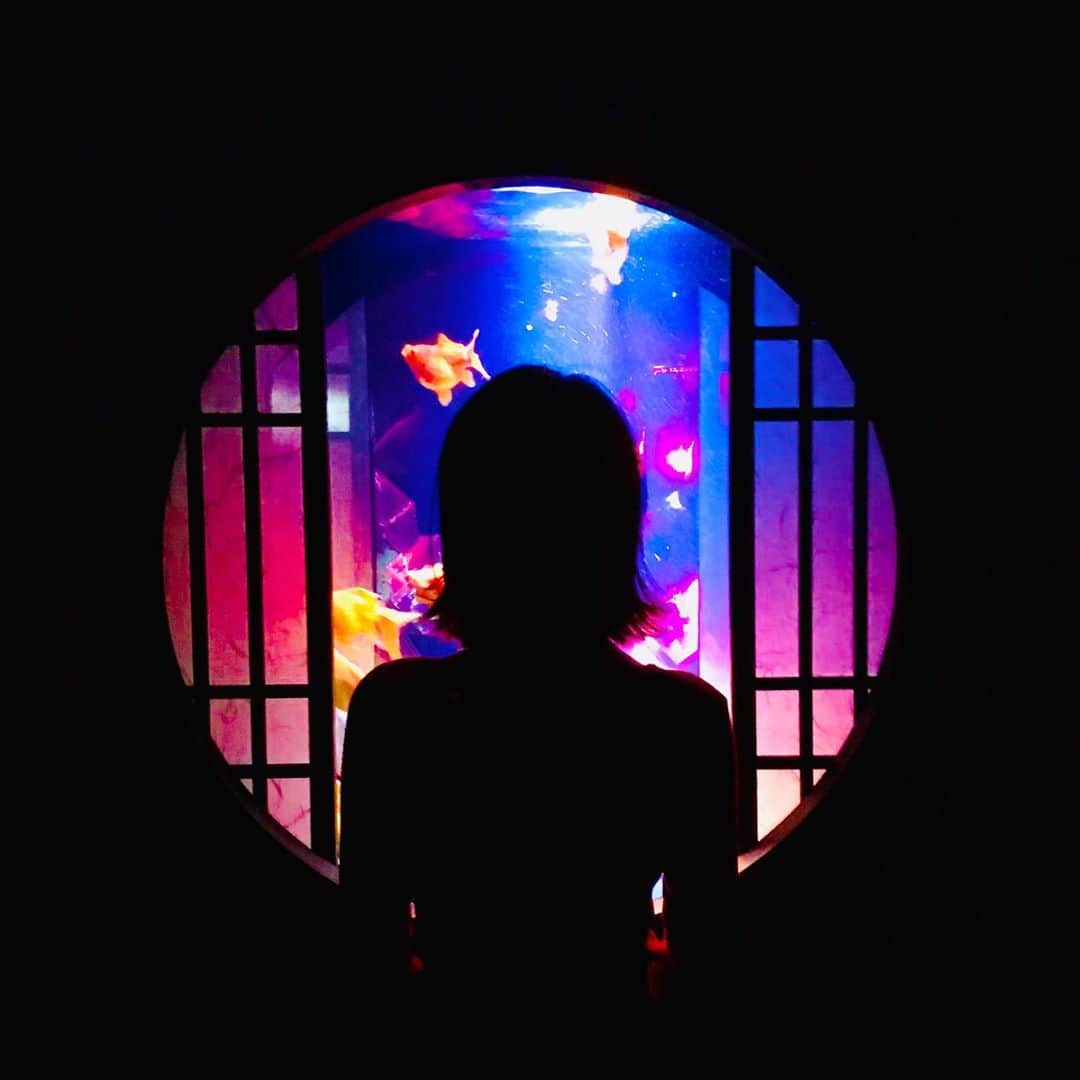 のインスタグラム：「アートアクアリウム 金魚と土井シルエット  とても楽しくて興奮したので まだまだ連投します  #アートアクアリウム美術館  #artaquarium  #金魚 #goldfish  #水族館 #日本橋 #東京 #art #美術館 #portraitphotography #portrait_shots  #portraitofjapan #instadaily #iphoneography #actress_jp #actresslife  #actressgallery #tokyo」