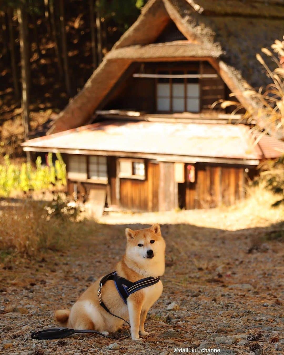 だいふくさんのインスタグラム写真 - (だいふくInstagram)「秋ですねー、だいふくも GOTOで11月はどこかに行ってみようかしら🐶❤️ やっぱり京都かな⛩ see you tomorrow⭐️ #gotoトラベル」10月27日 21時47分 - daifuku_channel