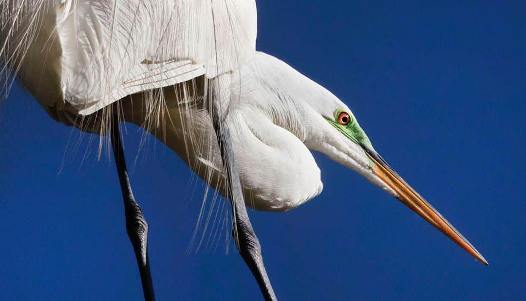 CANON USAさんのインスタグラム写真 - (CANON USAInstagram)「#CanonExplorerOfLight @davidhumekennerly is taking over our Instagram today!  "Photographing birds is my hobby, and I always enjoy seeing White Great Egrets in mating mode when a patch of skin on their face turns bright green. During that period they also grow long plumes called aigrettes from their back. Took this in Malibu at a known nesting site. In the late 19th century the fancy-looking aigrettes were prized for ladies’ hats, and led to the demise of a lot of egrets. Fortunately, public reaction and government intervention caused the fad to end, saving the Egrets from possible extinction."  📸 #Canon EOS 5DS R Lens: EF 100-400mm f/4.5-5.6L IS II USM  @cntrforcreativephoto is the home of the archives for some of the world's most famous photographers, along with David Hume Kennerly.」10月27日 22時01分 - canonusa