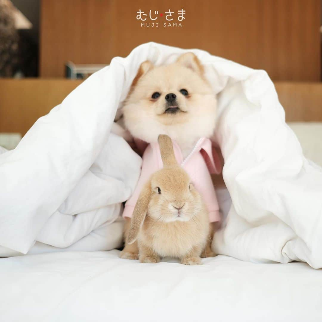 むじさまさんのインスタグラム写真 - (むじさまInstagram)「🐶🐰」10月27日 22時02分 - mujisama