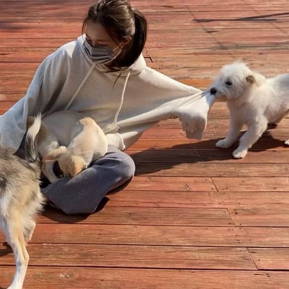 キム・ダヘのインスタグラム：「#공동구매#공지사항 여러분 니트집업은 오늘부터 순차출고되어 블로그에 송장올렸구 마사지건 화이트는 정상적으로 출고, 수요일 출고예정이던 핑크컬러는 입고지연이생겨 금요일 출고로 미뤄졌어요. 계속 변동사항이 생겨서 정말 죄송합니다 😭 배송지연으로 늦게받으시는분들 별도 사은품도 꼭꼭 챙겨서 보내드리겠습니다. 그리고 핸드메이드코트 블랙컬러가 거래처에서 첫날 수량체크가 잘못되었다고 오늘 낮에 연락을 주셨어요 😭  의류마켓은 내일부터 순차출고예정이라 내일 택배싸보고 정확히 안내드릴게요 🙏🏻  사진은... 이 글 읽고 기분상하지마시라구 아주 귀여운 사진을 올려보았어요 여러분.. 제가 정말 죄송합니다 😭😭😭 모두 다 빠른배송하도록하겠습니다. 편안한밤 보내세요!!」