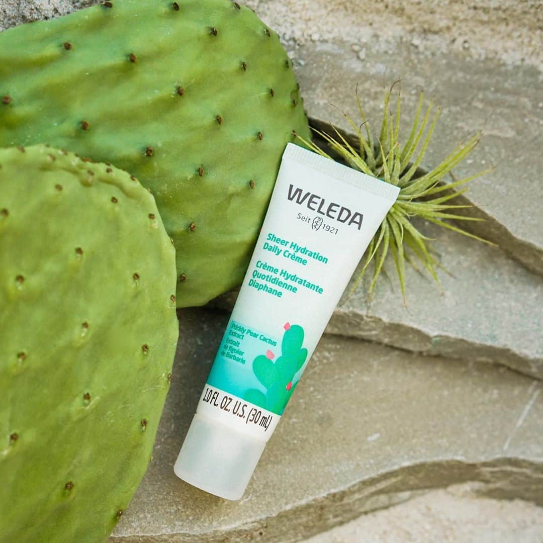 Weledaのインスタグラム：「Reawaken your skin’s ability to retain and balance hydration with this fast-absorbing facial cream.🌵 The Sheer Hydration Daily Crème delivers up to 24 hours of weightless, breathable hydration and is non-comedogenic! SWIPE to experience its beautiful texture. #WeledaSkin」
