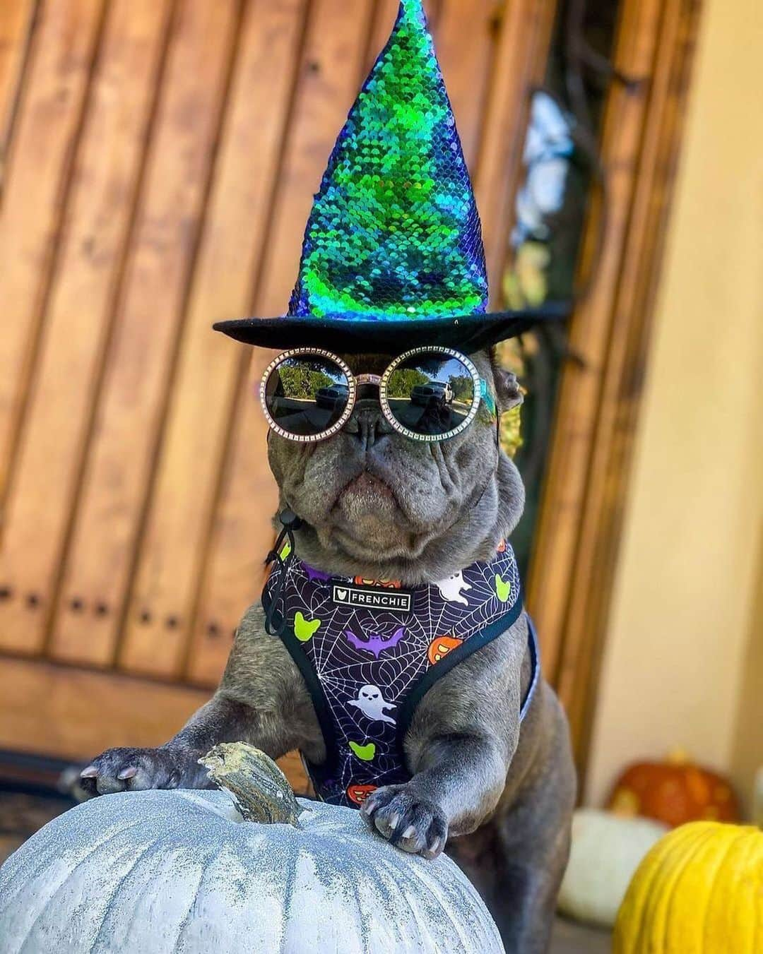 Regeneratti&Oliveira Kennelさんのインスタグラム写真 - (Regeneratti&Oliveira KennelInstagram)「Witch please...who you callin 𝐵𝒶𝓈𝒾𝒸 😎⁣ @benznrari  ⁣ ⁣ ⁣ ⁣ ⁣Shop  @frenchie_bulldog ⚡️THE COOLEST⚡️ swag for your pup! 🎁 Get 10% off  with code FRENCHIES.1 🐾 https://frenchiebulldog.com/  #basicwitch #fallvibes  #trickortreat . . . . . . #bulldogfrances  #frenchbully #frenchbulldog #frenchie  #frenchielife #frenchies  ##frenchieoftheday #frenchiegram  #frenchiesociety #犬バカ部 #frenchiebulldogfeature  #dogmodel  #犬 #いぬ #成長記録  #ブルドッグ #フレンチブル #フレンチ #ペット #dogsofinstagram #bouledoguefrançais  #cute #fabfrenchies #frenchiesofinstagram  #instapet」10月27日 22時19分 - jmarcoz