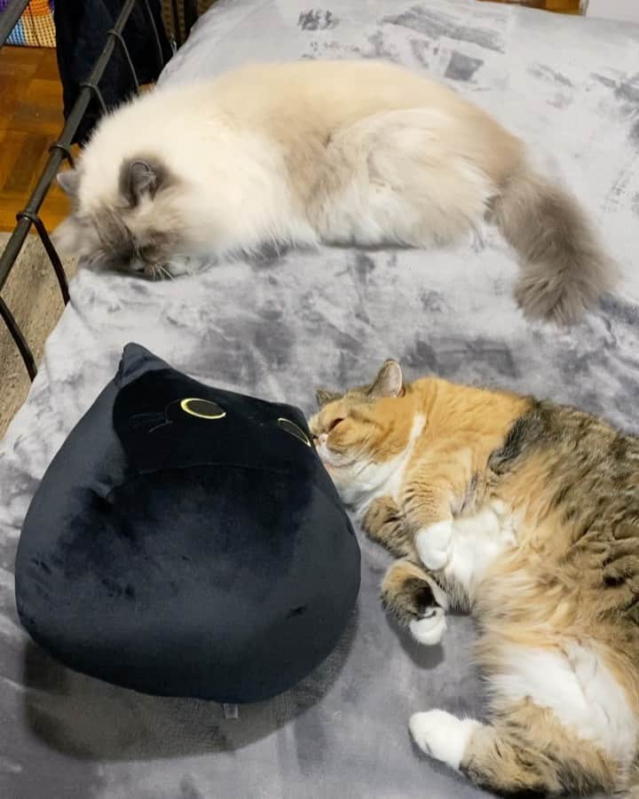 Tinaのインスタグラム：「We unboxed  the October @catladybox this morning and let’s just say George and Wheezy are currently experiencing bliss.😻😻」