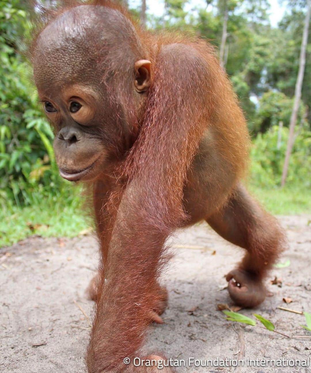 OFI Australiaさんのインスタグラム写真 - (OFI AustraliaInstagram)「When on the ground, #orangutans walk on all fours, using their palms or fists. Unlike African #greatapes, orangutans are not built morphologically to be knuckle-walkers. #orangutanfacts #primatology  _____________________________________ 🦧 OFIA Founder: Kobe Steele kobe@ofiaustralia.com  OFIA Patron: Dr Birute Galdikas @drbirute @orangutanfoundationintl @orangutan.canada www.orangutanfoundation.org.au 🦧 🧡 🦧 #orangutan #orphan #rescue #rehabilitate #release #BornToBeWild #Borneo #Indonesia #CampLeakey #saveorangutans #sayNOtopalmoil #palmoil #deforestation #destruction #rainforest #environment #nature #instanature #endangeredspecies #criticallyendangered #wildlife #orangutanfoundationintl #ofi #drbirute #ofiaustralia #FosterAnOrangutan」10月27日 22時37分 - ofi_australia