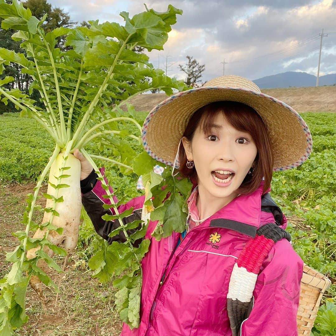 小松千絵さんのインスタグラム写真 - (小松千絵Instagram)「今日のててて！中継😊 北杜市明野町から 今が旬の浅尾ダイコンを紹介しました✨  本番中に試しに一本抜いてみたら ユニークな形の大根がとれました😂  瑞々しくて、アクがなく甘味がある浅尾ダイコン。おでんや煮物、サラダにもぴったりですよ♬  #山梨県 #山梨 #yamanashi #北杜市 #浅尾ダイコン #甲府 #アナウンサー #ラジオパーソナリティ #ラジオパーソナリティー #ラジオ #radio #radiko #山梨放送 #ybsラジオ #てててtv  #生中継 #小松千絵」10月27日 22時41分 - komao_chie