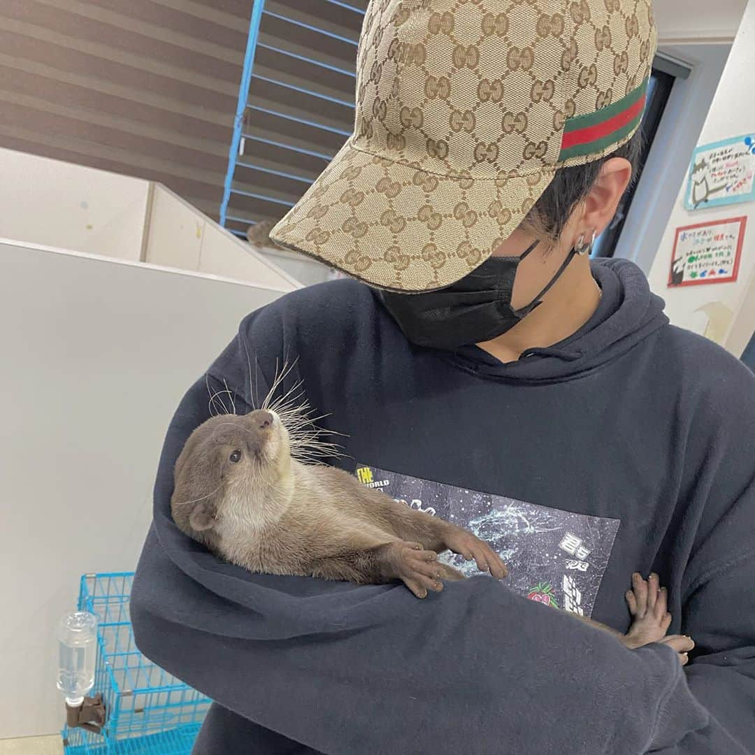 きんふんぱーりーのインスタグラム：「前から気になってたカワウソカフェに行ってきた✌️  めちゃくちゃ可愛かった。。  #カワウソ  #カワウソカフェ  #カフェ」