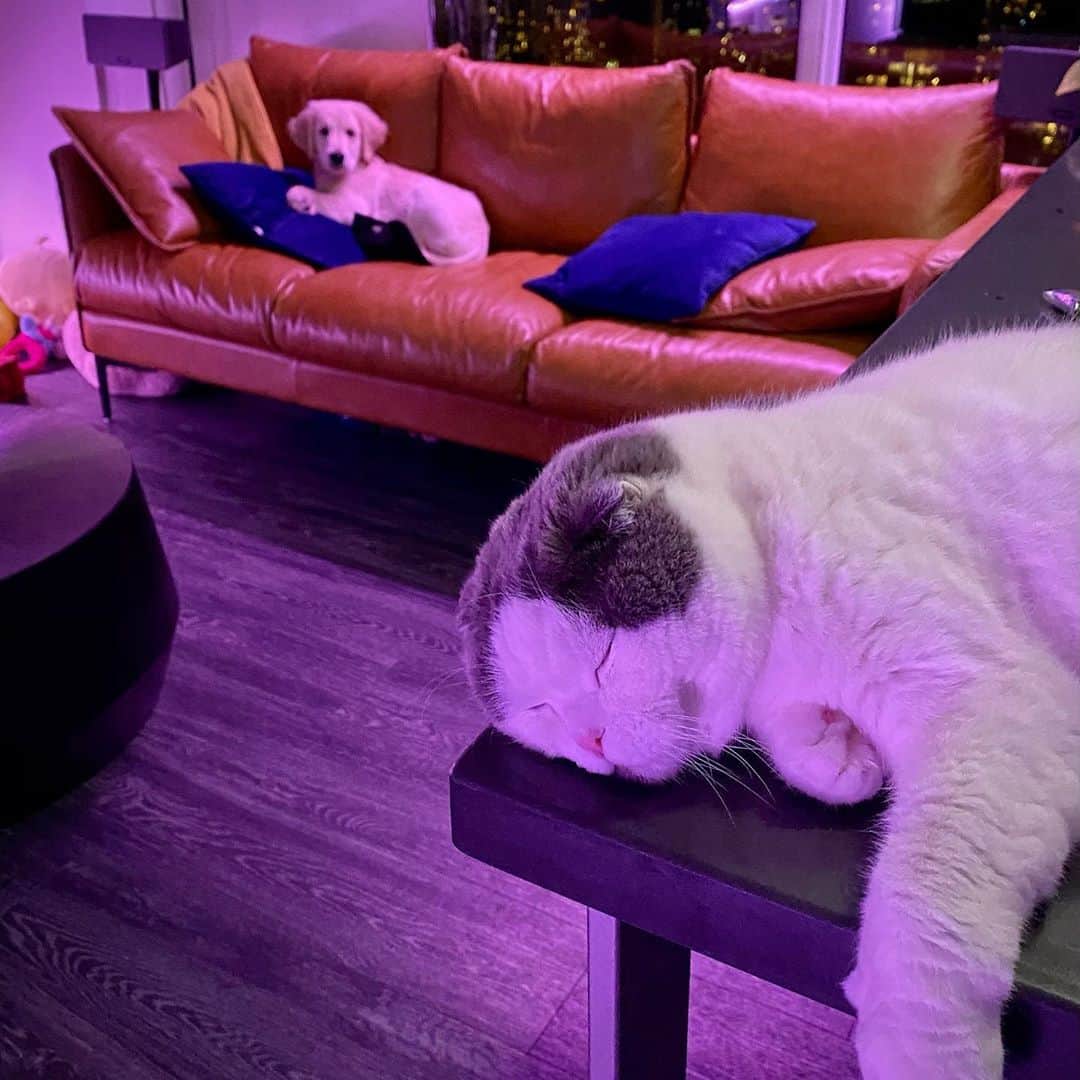 サイモンとマルティナのインスタグラム：「Looks like Fudgy really wants to snuggle, but Meemers isn’t ready to take their relationship to the next level yet.  Soon Fudgy!  Soon 🐶❤️🐱」