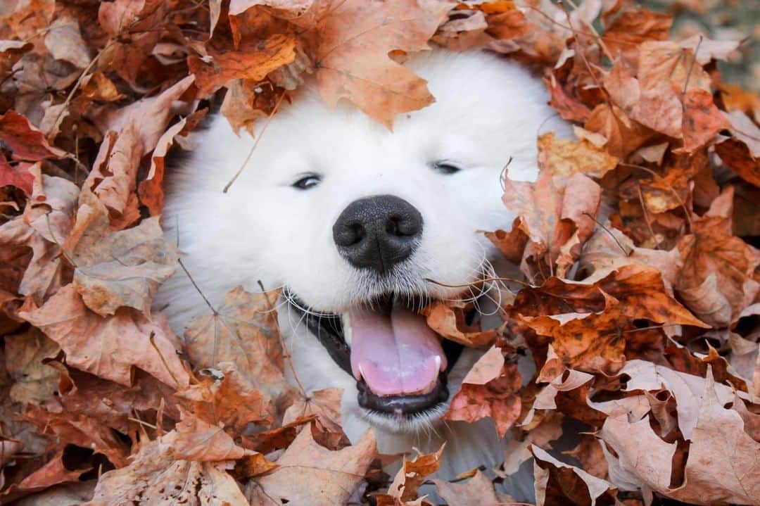 8crapさんのインスタグラム写真 - (8crapInstagram)「“You’re unbeleafable 🧡” - Hashtag #barkedtongueout on your doggo’s tongue out photos/videos and get a chance to be featured! - 📷 @maui.the.samoyed - #TheBarkedClub #barked #tongueouttuesday #tot #👅 #😛 #dog #doggo #Samoyed」10月27日 23時00分 - barked
