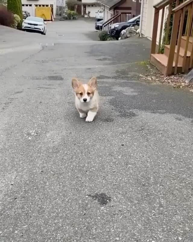 The Critter Havenのインスタグラム：「Come and get me! Video by @freddie.thecorgi  #TheCritterHaven」