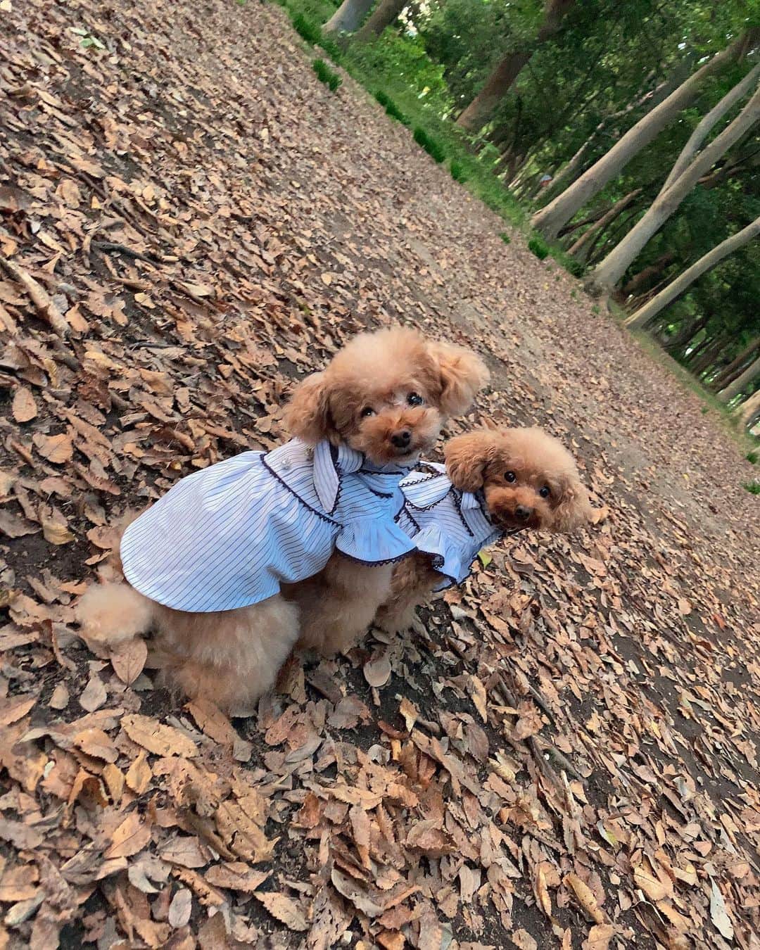 沙月のインスタグラム：「. . . 🐶🍂🐻 . . #toypoodle」