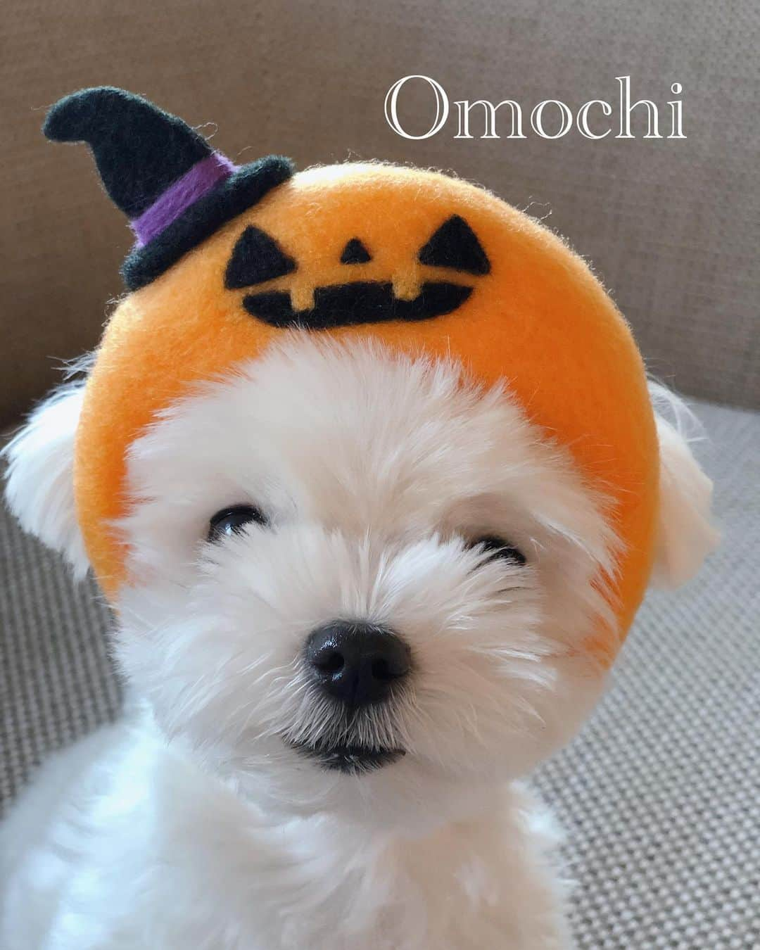 おかゆ & おもちさんのインスタグラム写真 - (おかゆ & おもちInstagram)「...🐶💓🎃..・.✨ . . もっち、可愛いお誕生日プレゼントもらっちゃった💓 . いつもありがとう☺️ . . もうすぐ４歳✨ 我が家のお転婆娘😅💦 . . .  ❤︎ . . . #maltese #malteseofinstagram #happydog #dogsmile #doglove #doglover #dogstagram #instadog #lovedogs #ilovemydog #cutedog #dogoftheday #말티즈  . #okayusan #マルチーズ #犬バカ部 #白い犬 #わんこ #犬のいる暮らし #エブリドッグ  #みんなのわんこ #わんこと暮らす幸せ  #マルチーズ好き #peppyフォト部 #奈良犬 #west_dog_japan #ふわもこ部 #ハロウィン🎃 #かぶりもの犬 #プレゼントありがとう」10月27日 23時12分 - okayuchan0421