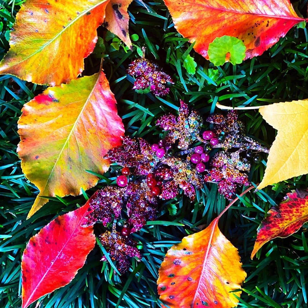 ジェニファー・ティリーさんのインスタグラム写真 - (ジェニファー・ティリーInstagram)「Autumn leaves. 🍁🍂  #carvinfrench #autumn #brooches」10月27日 23時15分 - jennifertilly