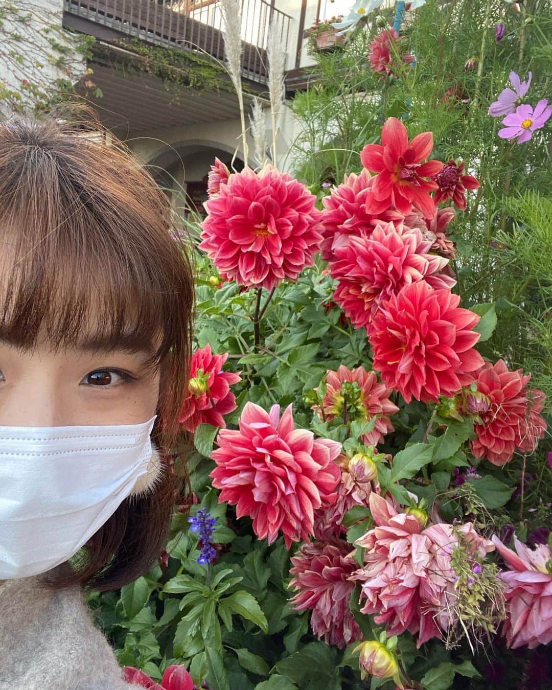 紗那ゆずはのインスタグラム：「＊ 先日、神戸布引ハーブ園へ行ってきました！ . お花も建物もすべてが美しくて、見所も沢山だし、とてつもなく巨大なヘチマや絹さやみたいなものもあって、 まるでハリーポッターの魔法薬の庭へ迷い込んだような、不思議な感覚になったり(笑 . ルナハーブでも商品化しておりますが、 大好きなルイボスがソフトクリームになっており、頂上についてすぐに頂きました♡ . . にゃんこもいて我が物顔で歩き回ってるのも可愛かったですし、 施設全体が、細部にいたるまできめ細やかな気配り。 お花の手入れをされてる方へお話しかけても、お優しい方が多く…しあわせな気持ちになりました☺️ . 足湯もあったり、カフェもあったり…！ 今度は、ロープウェイを使わずに登山もしてみたいな…🤔 . ハーブの事もお勉強できそうでしたが…お子ちゃまたちがいるとなかなか難しかったかな😅 . でも、貸出遊具もあったり、ハンモック体験もできたり、終始テンション高く走り回っていたイメージです。笑 親子で楽しめて、おすすめです☺️✨ . また遊びに来たいです！ . . #神戸布引ハーブ園 #ルイボスソフト #ハーブティー #ダリア」