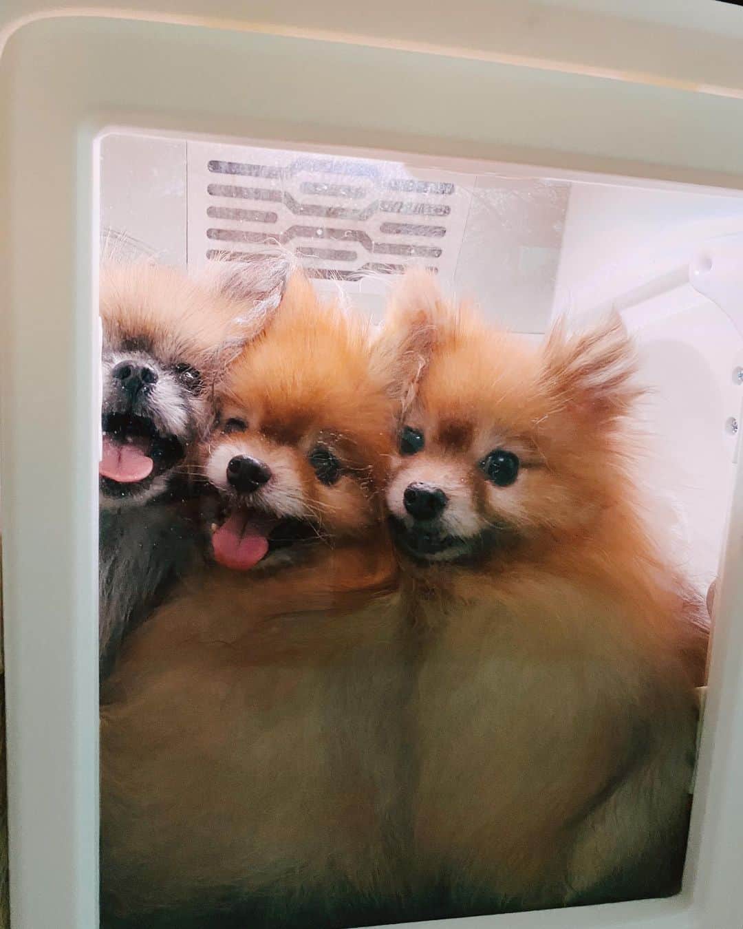 r_oseのインスタグラム：「3 musketeers 🐺🦁🦊〰️」