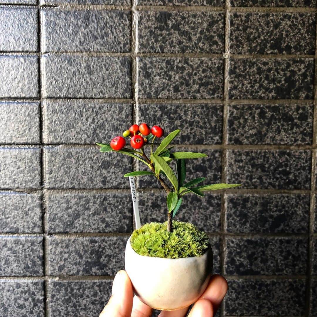 中川友里さんのインスタグラム写真 - (中川友里Instagram)「GoToのチケットで盆栽買うあたり👈👱🏻‍♀️🌳」10月27日 23時35分 - darayunya