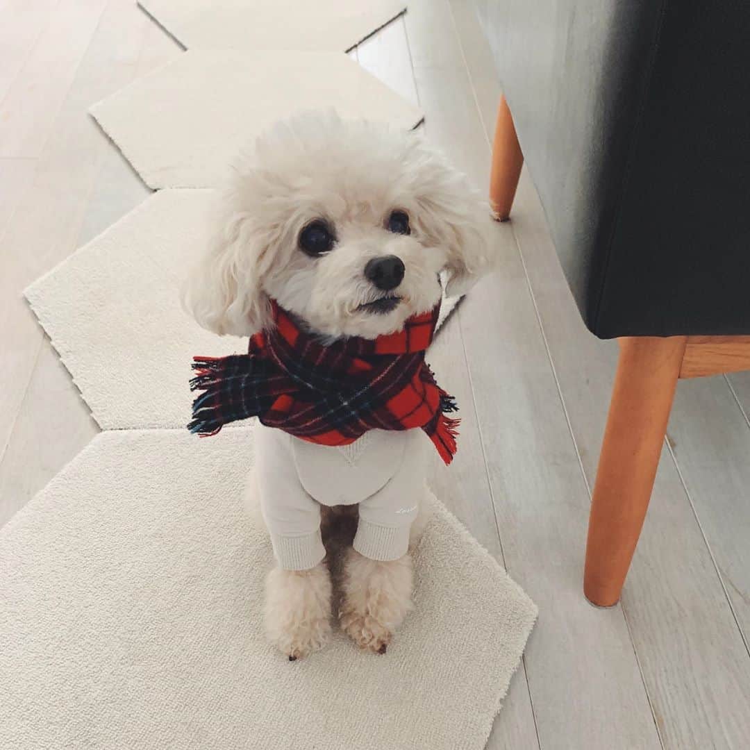mizuのインスタグラム：「トリミングから2週目〜3週目がいちばんかわいくなる気がする•ᴥ•♡」