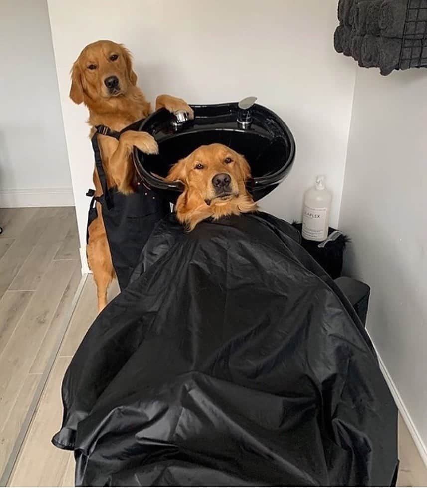 のインスタグラム：「Too good I had to share 🖤 sitting here waiting for hair salons to open so I can finally get a haircut 💇‍♀️」