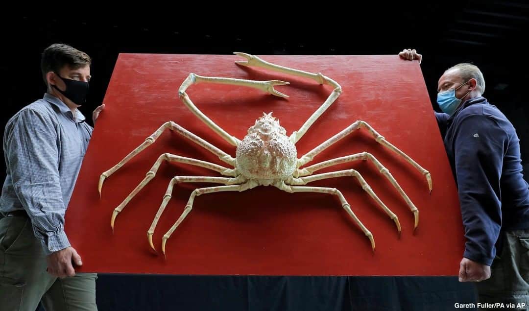 ABC Newsさんのインスタグラム写真 - (ABC NewsInstagram)「A rare giant Japanese spider crab is set to go up for auction at the upcoming Evolution Sale at Summers Place Auctions in Billinghurst, England. It's estimated to be worth up to almost $16,000. #sipdercrab #rareanimals #rarespecies #auction #crazyanimals」10月27日 23時37分 - abcnews