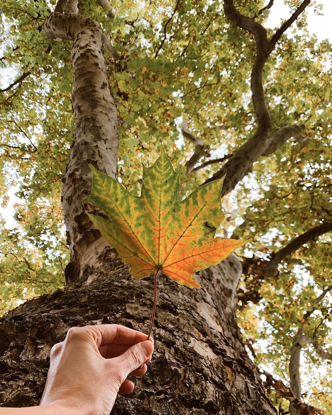 ズザンナ・ヤカボスのインスタグラム：「🍁」