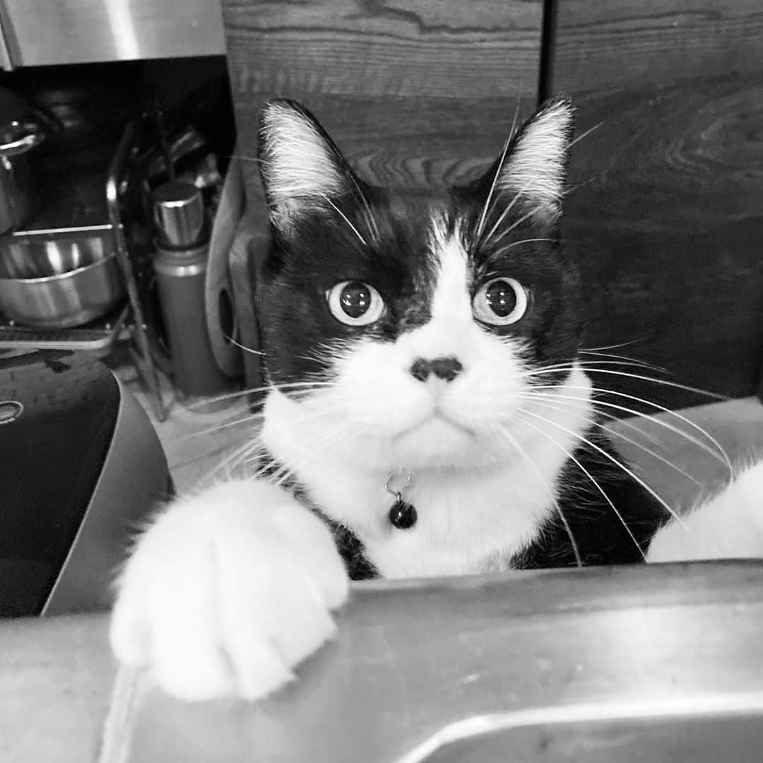 ふうちゃん & カタクリンのインスタグラム：「監視カメラに気付いてない犯人にありがちな構図 #目線が若干おかしい #目標物しか見えてない #バッチリ顔割れするやつ #全国指名手配に使われる画像 #メシマダ詐欺 #ハラヘリ詐欺」