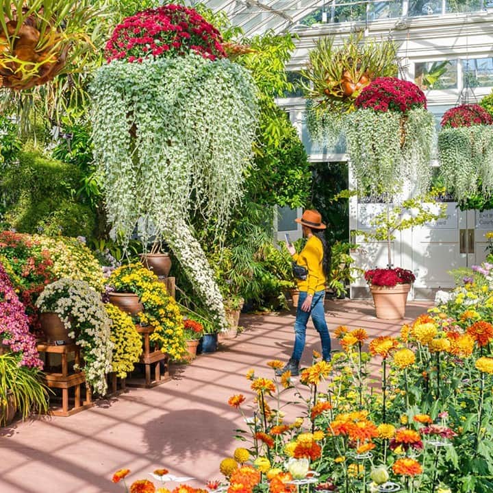 ニューヨーク植物園のインスタグラム：「Inside and out, you'll find kiku cultivated in myriad forms—but not for much longer. 🌼 . Catch this year's display of Japanese chrysanthemums in our Levy Visitor Center and the Haupt Conservatory, an exhibit 11 months in the making, before it ends on November 1. With these unique flowers at the peak of their bloom, it's an unmissable fall experience. . #plantlove #AllInNYC」