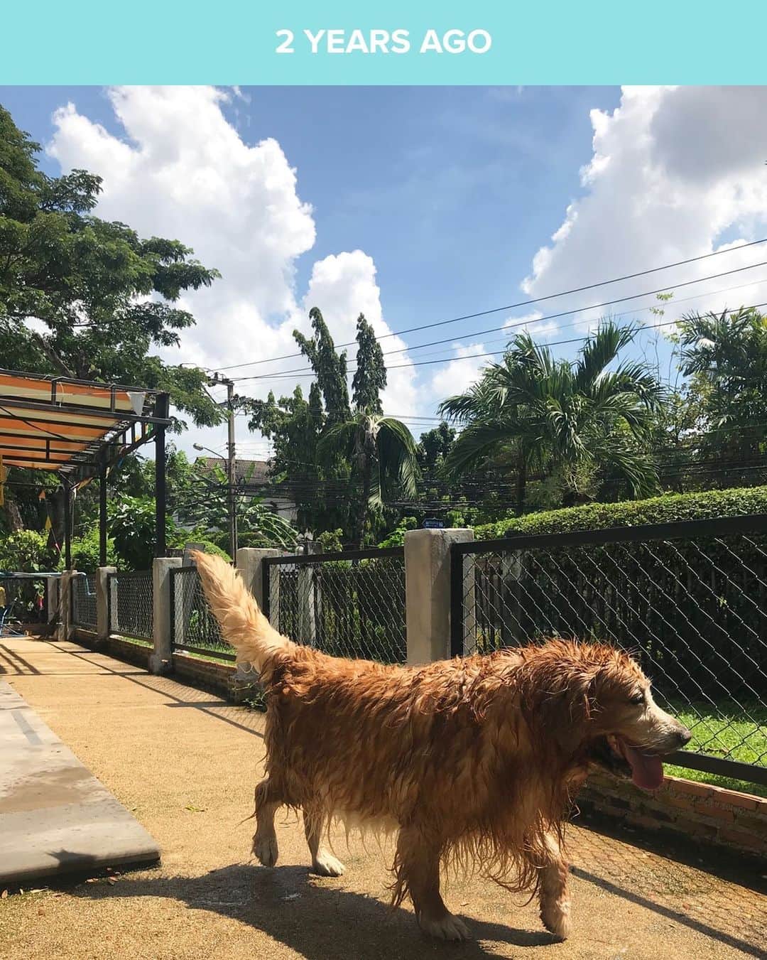 Hoykong&Plamuekのインスタグラム：「ป่านนี้ไปว่ายน้ำในสวรรค์เพลินละพี่หอย #hoykong I think you will have a great time swimming in heaven now ❤️ #missyousobadhoykong」