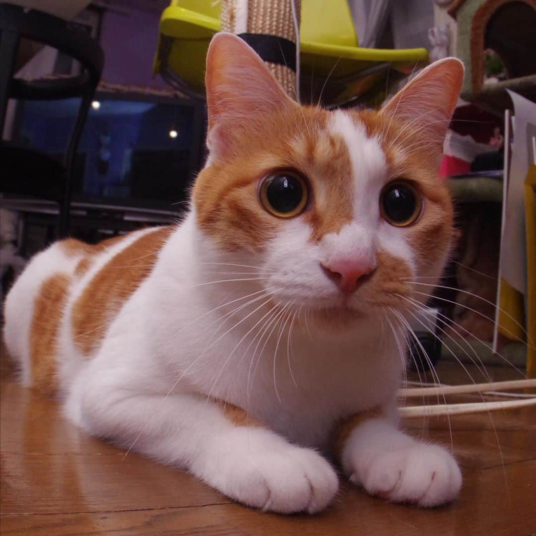 Kachimo Yoshimatsuさんのインスタグラム写真 - (Kachimo YoshimatsuInstagram)「狙ってる！狙ってる！ Oinari-chan is aiming! #uchinonekora #oinari #neko #cat #catstagram #kachimo #猫 #ねこ #うちの猫ら http://kachimo.exblog.jp」10月28日 0時27分 - kachimo