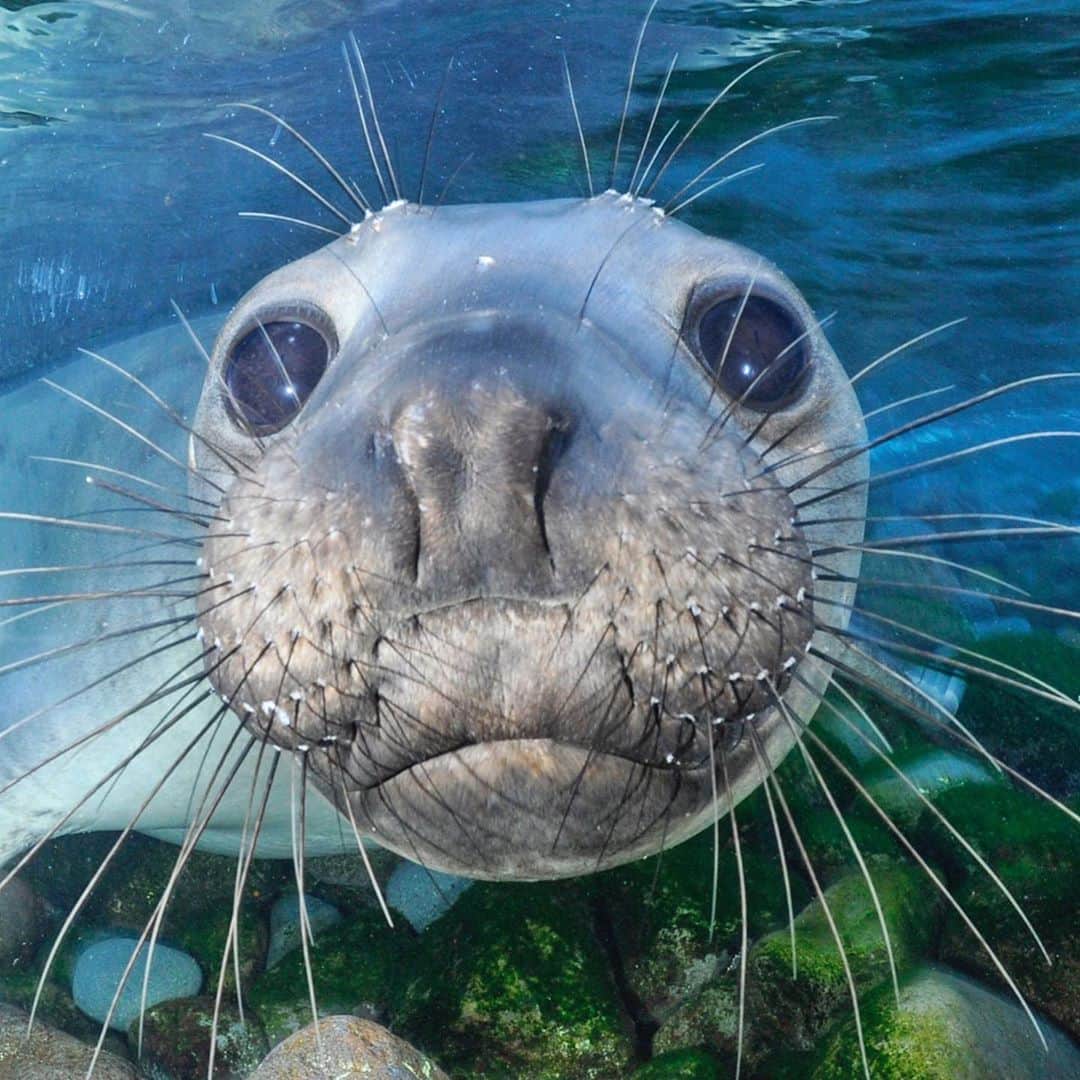 Thomas Peschakのインスタグラム：「Hi 😊 So I know it’s been a while. The pandemic put a temporary stop to all of my overseas @natgeo stories and @insidenatgeo projects I was working on. Fortunately I have been anything but idle these past months. I am currently in a very hot and dry place, far away from my usual marine story haunts. I am working on a new story for @natgeo in South Africa that I am very excited about. This week I will start sharing some new photographs I made during the last few months on assignment. Until then here is a young elephant seal to keep you company. Stay safe out there! #southafrica」