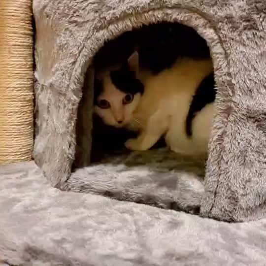 山口治樹のインスタグラム：「初めてのキャットタワーにドキドキ😻  #猫 #キャットタワー #ネコ #ネコスタグラム」