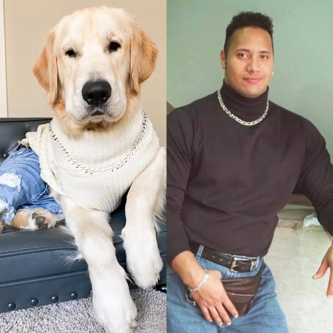 8crapさんのインスタグラム写真 - (8crapInstagram)「“Who wore it better??” - Want to get featured like him? Join “The Barked Club” on FACEBOOK and post something now! 👉 barked.com - 📷 @goldenchilidog - #TheBarkedClub #barked #dog #doggo #GoldenRetriever」10月28日 1時00分 - barked