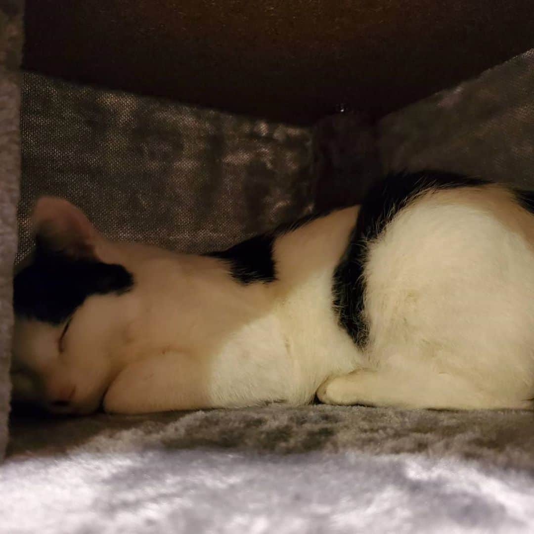山口治樹のインスタグラム：「初めてのキャットタワー 部屋の中入ったら安心して寝ちゃった💤 まだ2日目だから元気になったらたくさん遊びます🐈  #猫」