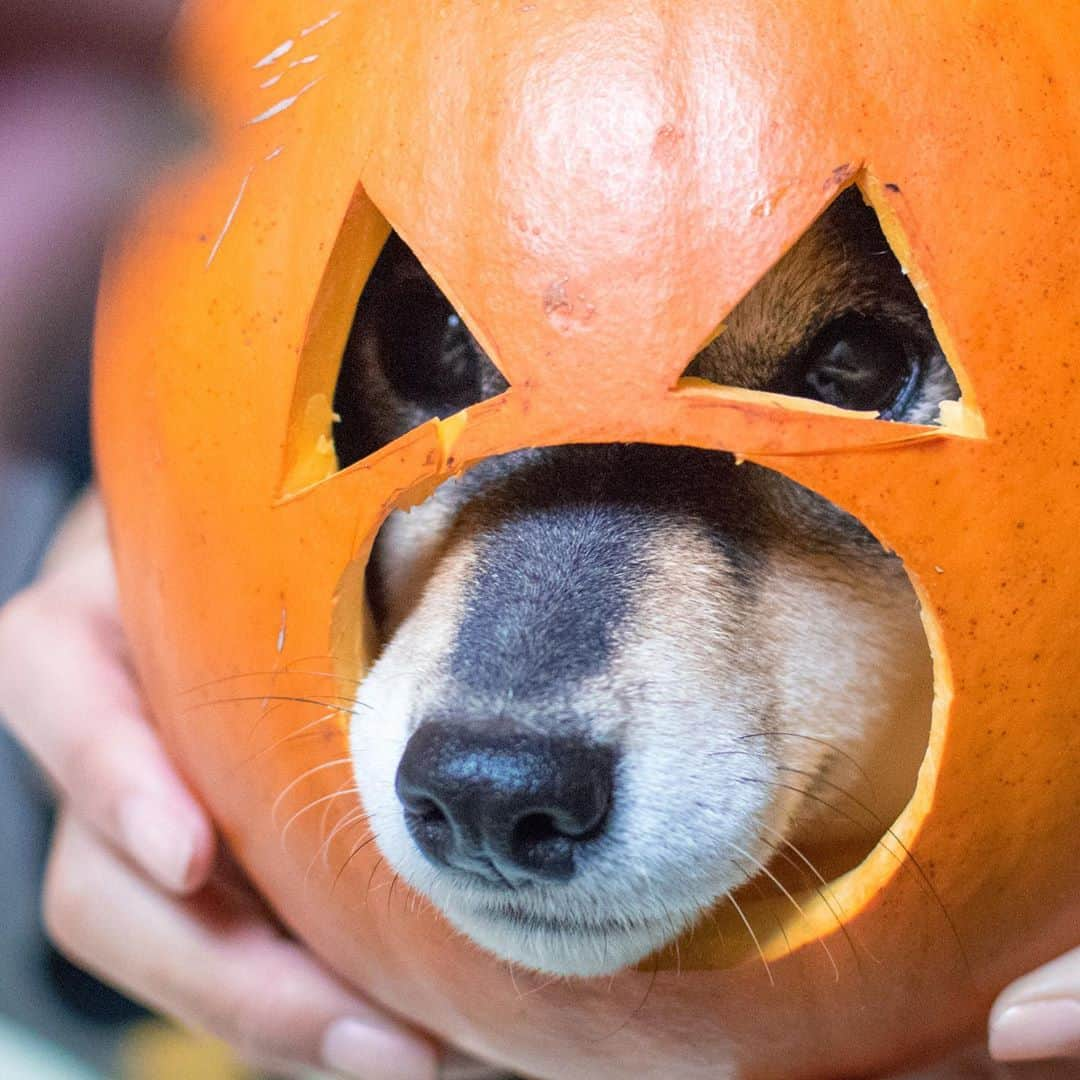 吾子さんのインスタグラム写真 - (吾子Instagram)「・ ・ 🎃 ✨👻🍭 ・ ・ お菓子🍖🥩ちょうだいわん🐶💕 ・ ・ ・ ・ ・ ・ ・ #今年は何着ようかな🐶 #🎃 #Sapporo ・ 北海道の柴犬 #柴北会 の皆ワン🐶💕早くみんなで安心してお散歩ができますように🐶👍🏻💕 ・ #adorable #instadog#shibainu#dog#instagramjapan#instashiba#kuroshiba #kuroshiba#socute #cutedog#いぬのきもち #黒柴 #dogstagram_japan」10月28日 1時09分 - acoshiba