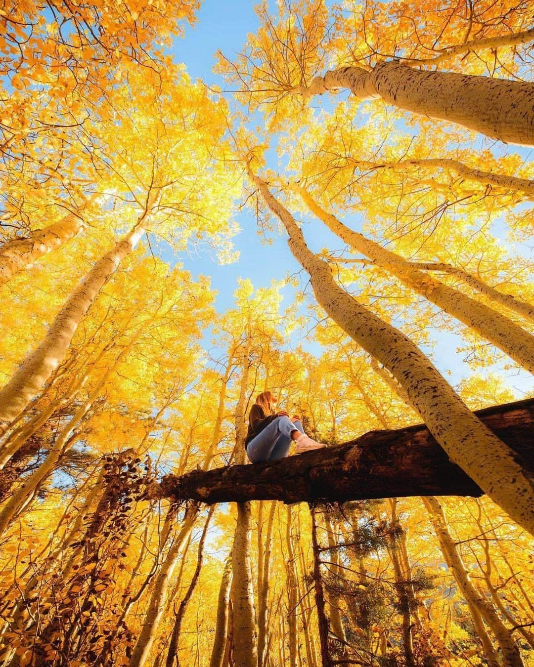 Discover Earthさんのインスタグラム写真 - (Discover EarthInstagram)「What Fall looks like in California ... "West coast fall hits a little different, especially in the Sierras with their yellow aspen trees 🍂 Yes - I drove from New Hampshire straight to the Sierras 😂 I think I’m a little crazy, but it was time to head home and make a final necessary send while the colors were still good there. Definitely worth it. Now people will ask - why the heck did you drive cross country?! I wanted to put my 4Runner through its paces, have a comfortable ride, plus have a place to sleep every night without getting a car rental. To each their own. I’m sure most would’ve flown. I will say this fall season has been a blast nonetheless 🤣🍁" 🇺🇸 #discoverCalifornia with @ryanresatka  . . . #cali  #visitcalifornia  #sanfrancisco  #la  #sandiego  #socal  #westcoast  #igerssf  #bayarea  #hollywood  #streetsofsf  #onlyinsf  #ca  #howsfseessf  #sacramento  #californialove  #sf  #ocean  #norcal  #texas  #orangecounty  #florida ​#calilif  #fall  #autumn  #leaves  #october  #fallcolors  #pumpkin」10月28日 1時30分 - discoverearth