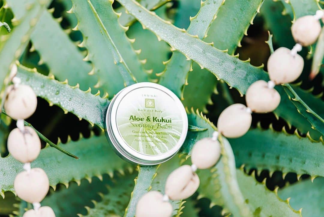 Lanikai Bath and Bodyさんのインスタグラム写真 - (Lanikai Bath and BodyInstagram)「Aloe // Hawaiian name: Alo'e  This powerful plant is well known as a herbal remedy for healing psoriasis, sunburn, dry skin, and frostbite.  It can survive up to 100 years in the wild.  Aloe Vera gel contains upwards of 70 different vitamins, amino acids, minerals, and enzymes. Combined with Goats Milk, Shea & Kukui Nut...this emollient moisturizer is a local favorite for those who had a little too much fun in the sun! It's the perfect pocket balm to have on hand to soothe the winter blues & comfort cracked skin from the changing weather on the Mainland!」10月28日 2時01分 - lanikaibathandbody
