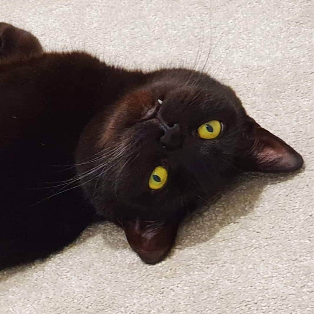 DJ Mel Clarkeさんのインスタグラム写真 - (DJ Mel ClarkeInstagram)「It's #nationalblackcatday 🐾 I rescued Pickle from @battersea about a year ago and it was one of the best things I've done! He's such a sweet natured, handsome chunky boi 😍 I don't know why anybody would get rid of you or treat you badly 😭」10月28日 2時02分 - meldnb