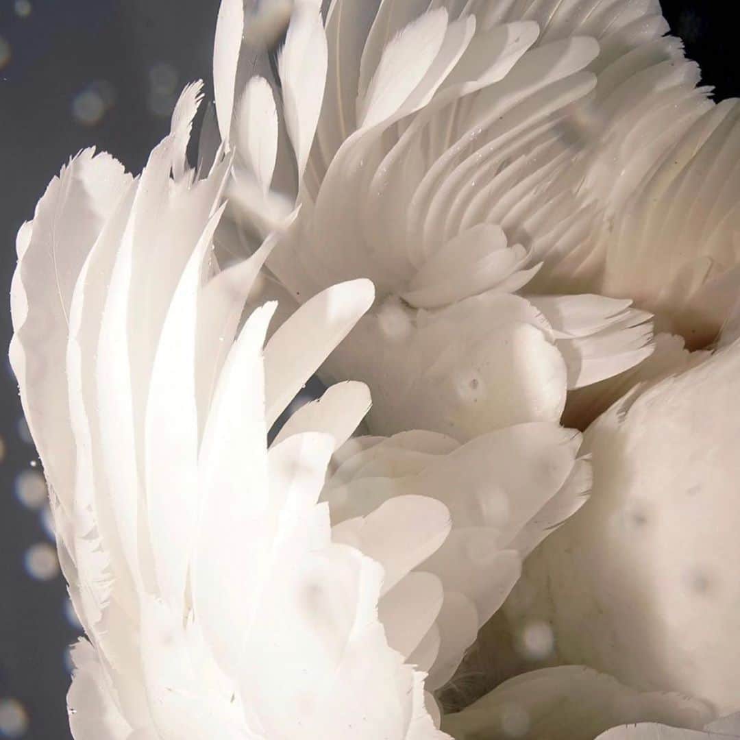 モニーク・コールマンのインスタグラム：「“Wings are not only for birds; they are also for minds. Human potential stops at some point somewhere beyond infinity”.  ~Toller Cranston  #toinfinityandbeyond」