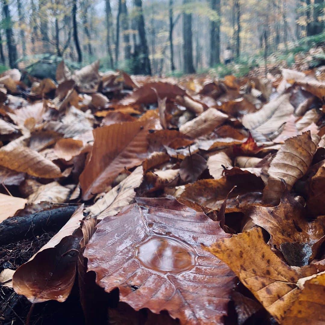 ポール・ブラックソーンさんのインスタグラム写真 - (ポール・ブラックソーンInstagram)「Catskill mountains in the fall. Nice time of year for it....」10月28日 2時32分 - paulblackthorne