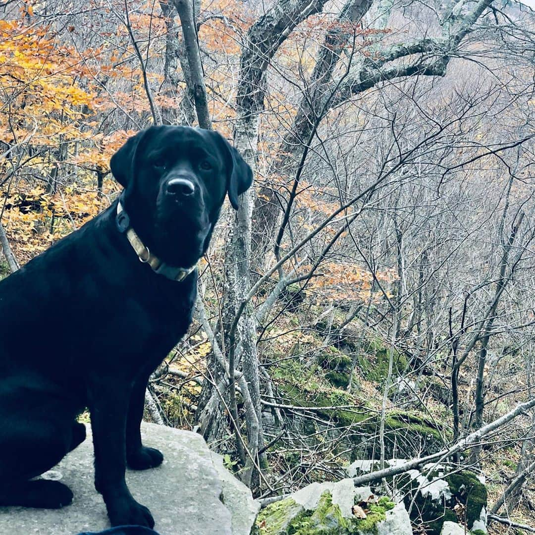 ポール・ブラックソーンさんのインスタグラム写真 - (ポール・ブラックソーンInstagram)「Catskill mountains in the fall. Nice time of year for it....」10月28日 2時32分 - paulblackthorne