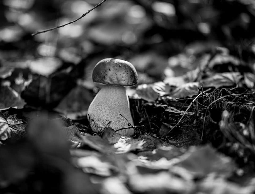 アレックス・メゴスさんのインスタグラム写真 - (アレックス・メゴスInstagram)「The mushroom hunt 🍄 🏹 part 1. B&W.   #stylefirst #carrotsforpower」10月28日 2時32分 - alexandermegos