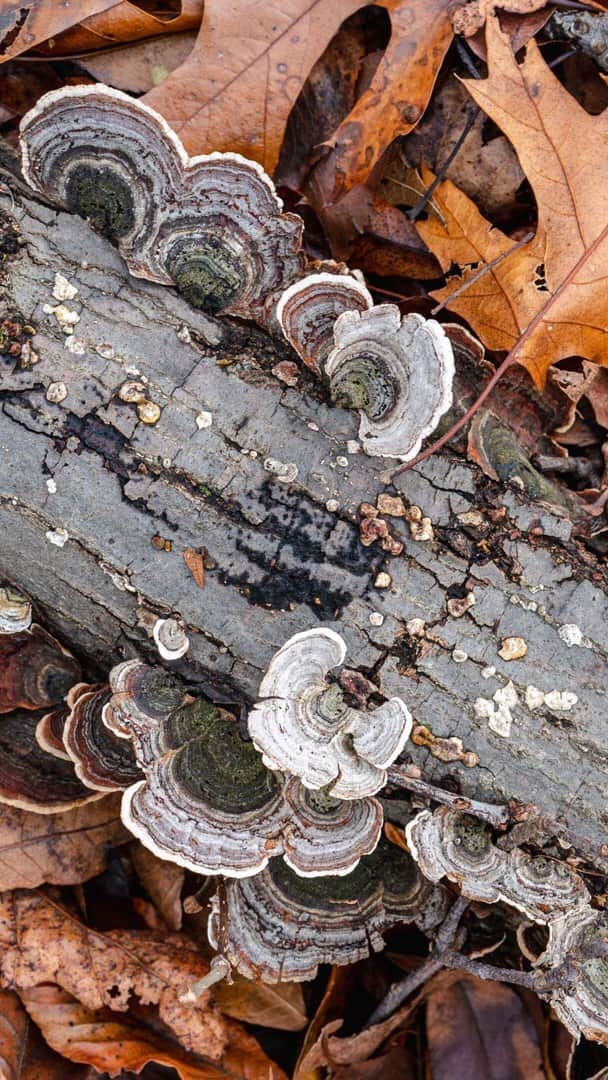 ニューヨーク植物園のインスタグラム：「Fall is the perfect season for kids to discover the beauty of fungus. . Mushrooms can make for great art projects, and it's as easy as buying some from the supermarket. Join Arvolyn Hill, Family Programs Coordinator for our Everett Children's Adventure Garden, as she investigates mushrooms growing on branches in her local woodland. Then head inside to learn how to make spore prints at home—from the same white button and portobello mushrooms you find in the produce section. . #plantlove #nybgathome #museumfromhome #culturefromhome」