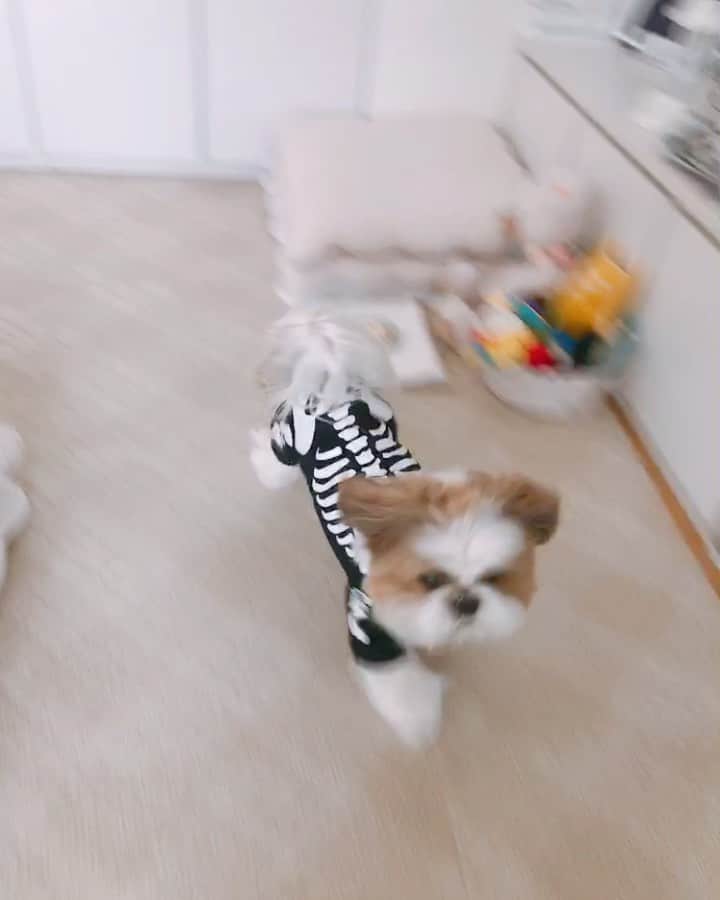 水嶋はちのインスタグラム：「Ghostly Greetings🐶💀🎃💕 trick or treat! trick or treat!🐶🍭🍬 * * 自主トレ中のボクです🐶🎃💀💕 * * #happyhalloween  #骨シーズー #babymetal  #メイト🦊で父兄🌸 #ベビー服のリメイク #はち #HACHI #シーズー大好き部」