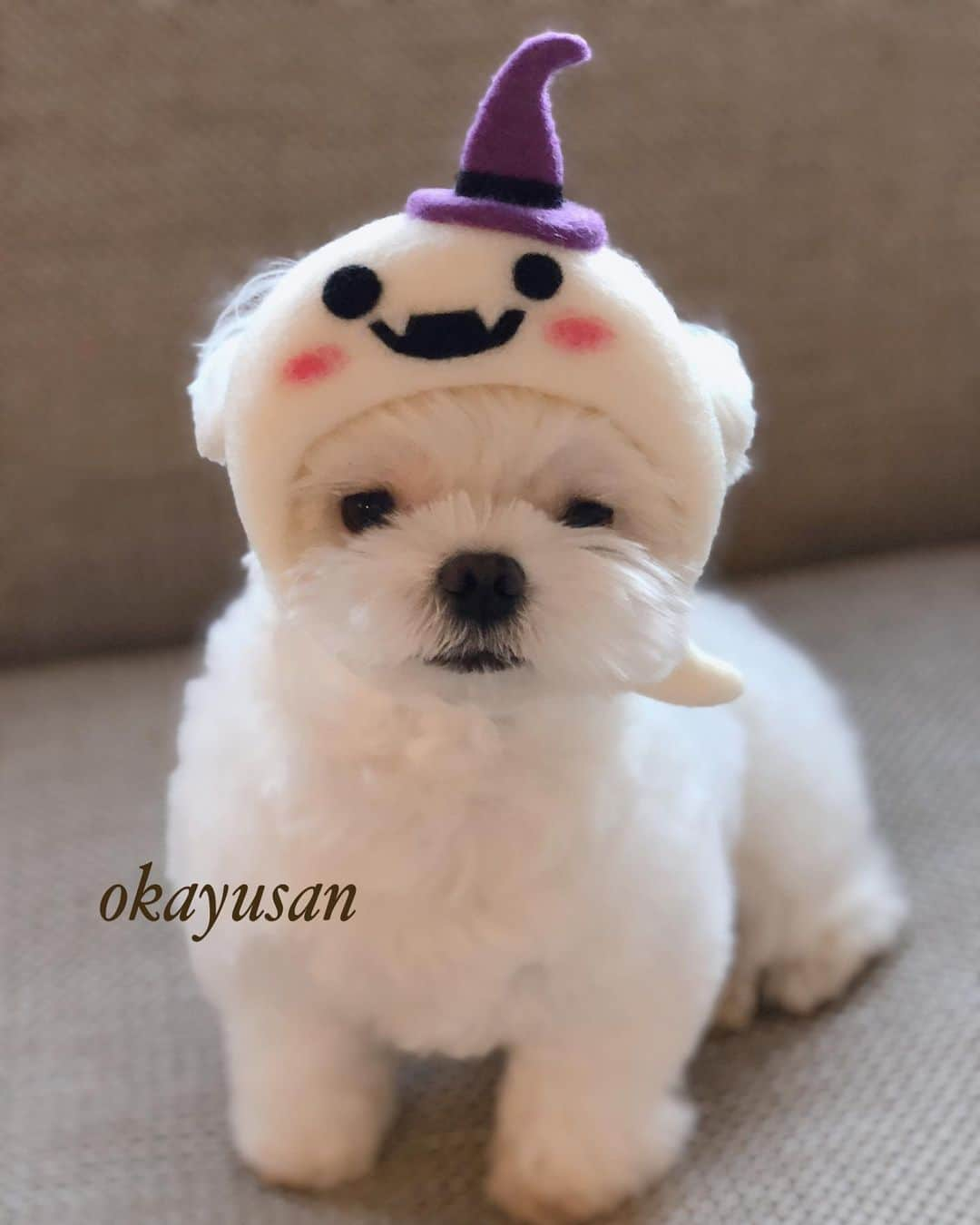 マルチーズ兄妹♡おかゆとおもちさんのインスタグラム写真 - (マルチーズ兄妹♡おかゆとおもちInstagram)「…🐶🎃🍭🍫🍬👻 . .  おかゆ、お誕生日じゃないけどプレゼントもらっちゃった💓 . いつもありがとう🙋🏻‍♂️ . . ただ今5歳✨ 我が家のガゥガゥ王子😅💦 . .  #maltese #malteseofinstagram #happydog #dogsmile #doglove #doglover #dogstagram #instadog #lovedogs #ilovemydog #cutedog #dogoftheday #instapet #말티즈 #fluffypack . #okayusan #マルチーズ #犬バカ部 #ハロウィン #わんこ #愛犬  #犬のいる暮らし  #エブリドッグ  #シーズー  #鼻ぺちゃ #マルチーズ兄妹 #shihtzu  .」10月28日 12時42分 - okayusan20150421