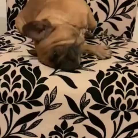 Oprahnbooのインスタグラム：「Rokko  #frebchbulldog #dogslife. #dogsoftheworld #dogsoflove  #frenchie  #allaboutsctructure. #tag #share」
