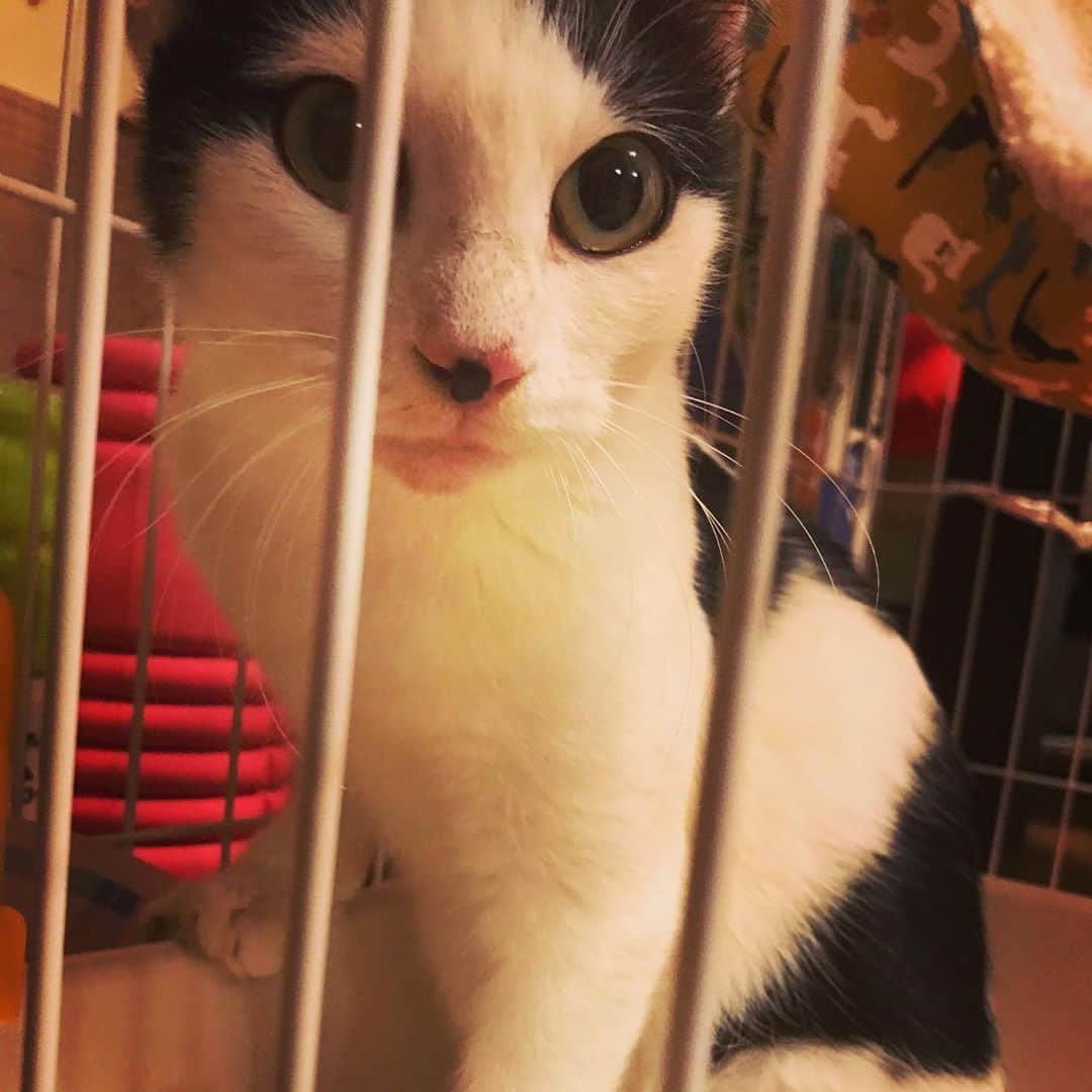 山口治樹のインスタグラム：「初めてお家に来た日  #猫 #ネコ #cat #ゲージ #緊張」