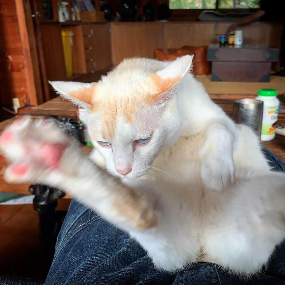 池内万作さんのインスタグラム写真 - (池内万作Instagram)「しろっさん、プチギレ中。 #イケウチ家の猫 #しろっさん」10月28日 12時57分 - mandeshita