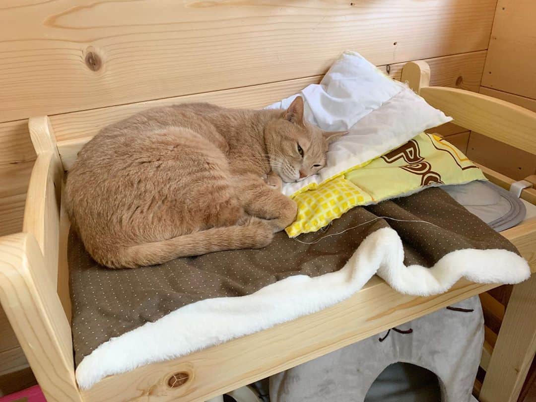 ひのき猫さんのインスタグラム写真 - (ひのき猫Instagram)「布団リメイク、まだめっちゃ中途半端なんですけど、  寝てくれてるだけで幸せ😍」10月28日 13時48分 - hinoki.cute.kitten